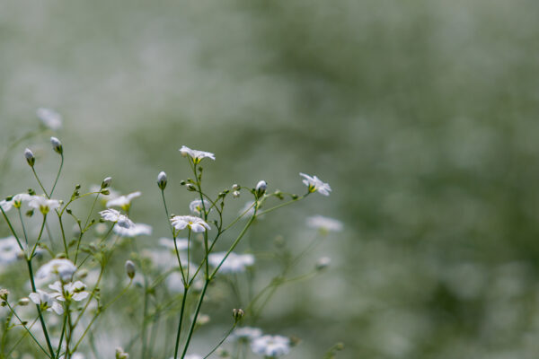 Gypsophila - Single Alba - Image 2
