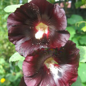 Hollyhock Jet Black