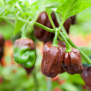 Hot Chilli Pepper Habanero Chocolate