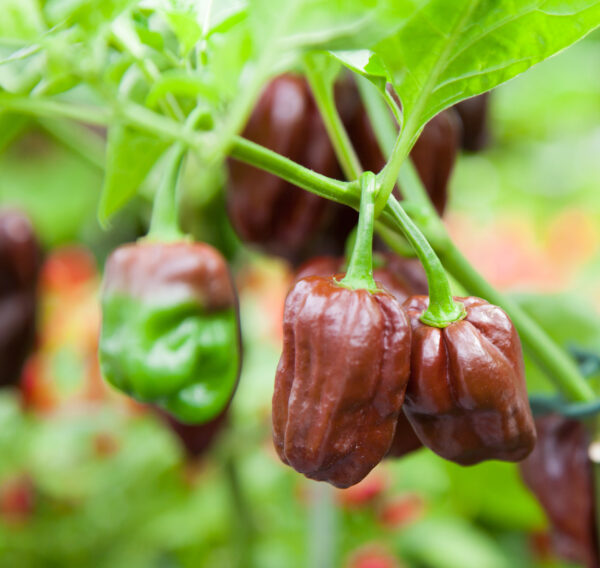 Hot Chilli Pepper Habanero Chocolate