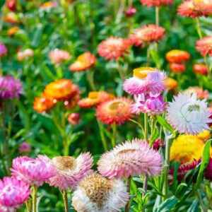Helichrysum Straw Flower Tom Thumb Mix