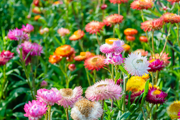 Helichrysum Straw Flower Tom Thumb Mix