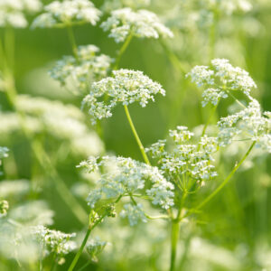 Herb Anise Pimpinella Anisum