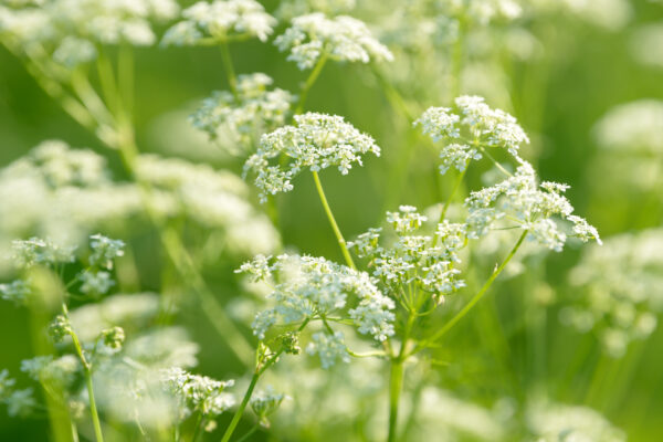 Herb Anise Pimpinella Anisum