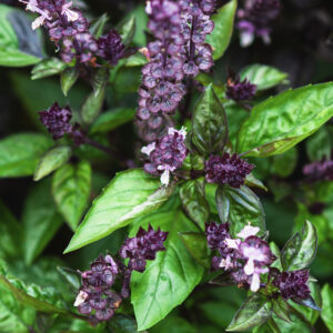 Herb Basil Cinnamon