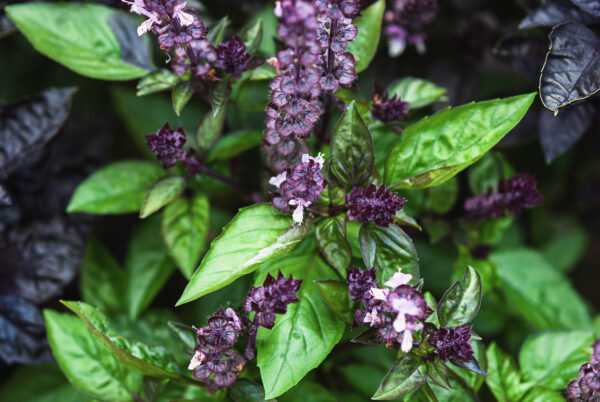 Herb Basil Cinnamon