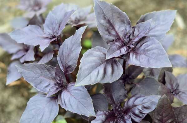 Basil Dark Opal - Image 2