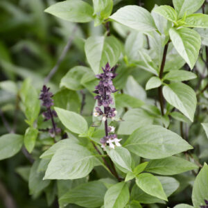 Herb Basil Licorice
