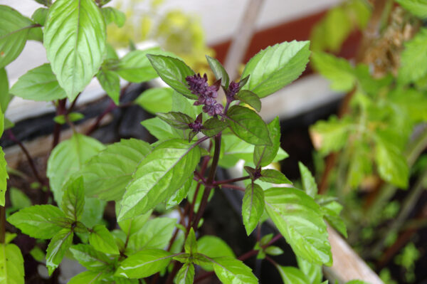 Herb Basil Licorice - Image 2