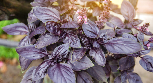 Organic Basil Red Rubin - Image 2