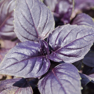 Organic Basil Red Rubin
