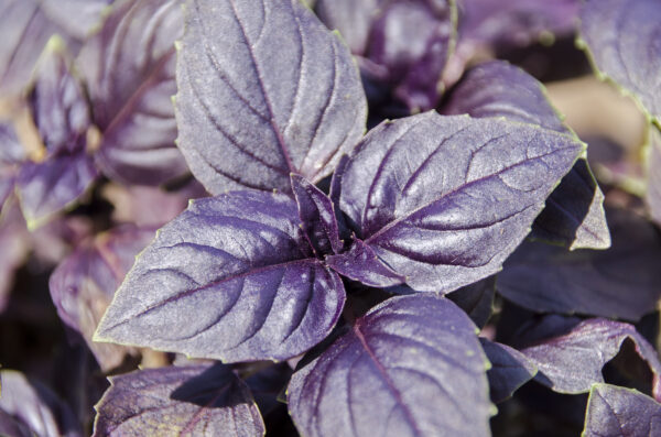 Organic Basil Red Rubin
