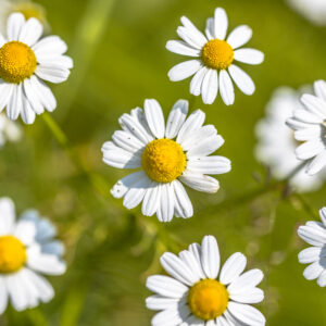 Herb Chamomile Anthemis Nobilis