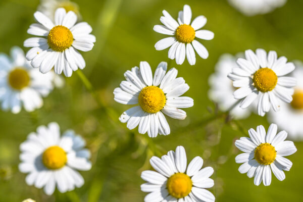 Herb Chamomile Anthemis Nobilis