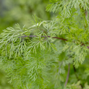 Herb Coriander Confetti