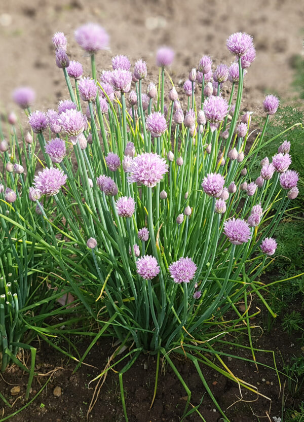 Organic Chives - Image 2