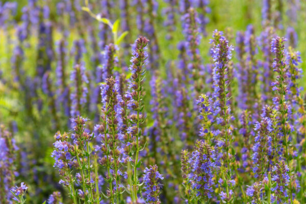 Herb Hyssop - Image 3
