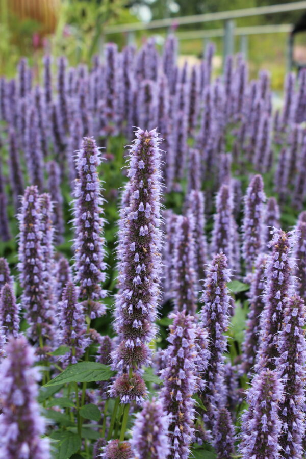 Herb Hyssop - Image 2