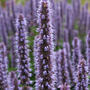 Herb Hyssop