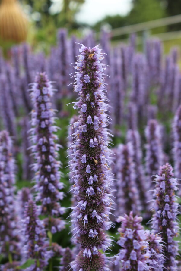 Herb Hyssop