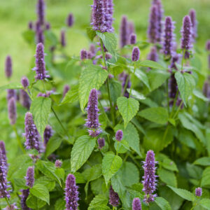 Herb - Lavender Hyssop Agastache
