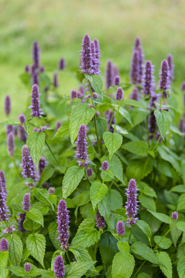 Herb - Lavender Hyssop Agastache