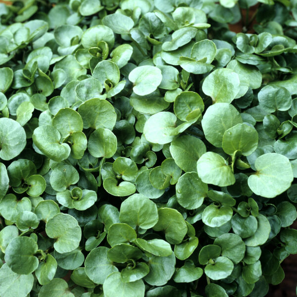 Herb Watercress Nasturtium - Image 2