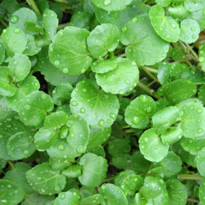 Herb Watercress Nasturtium