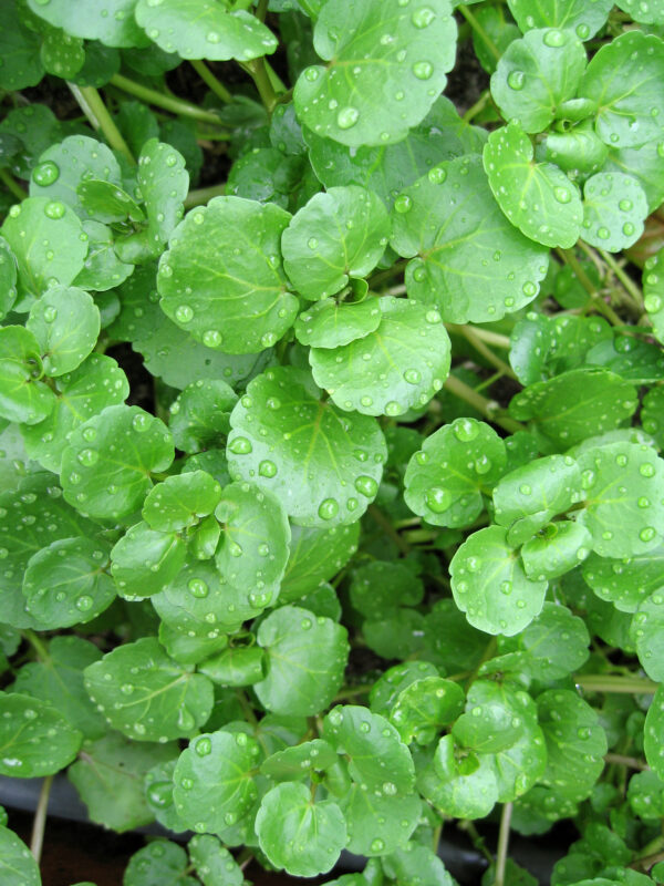 Herb Watercress Nasturtium
