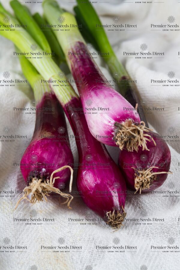 Welsh Onion Red - Image 2
