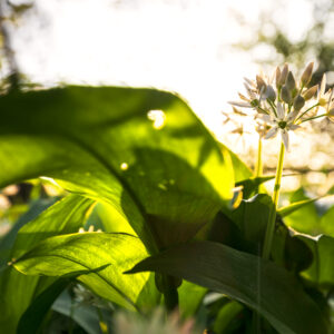 Herb Garlic Wild Ramsons