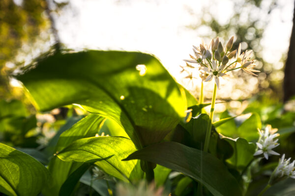 Herb Garlic Wild Ramsons
