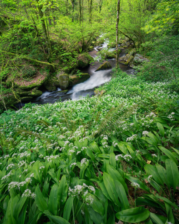 Herb Garlic Wild Ramsons - Image 3