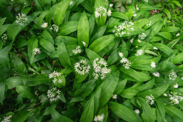 Herb Garlic Wild Ramsons - Image 2