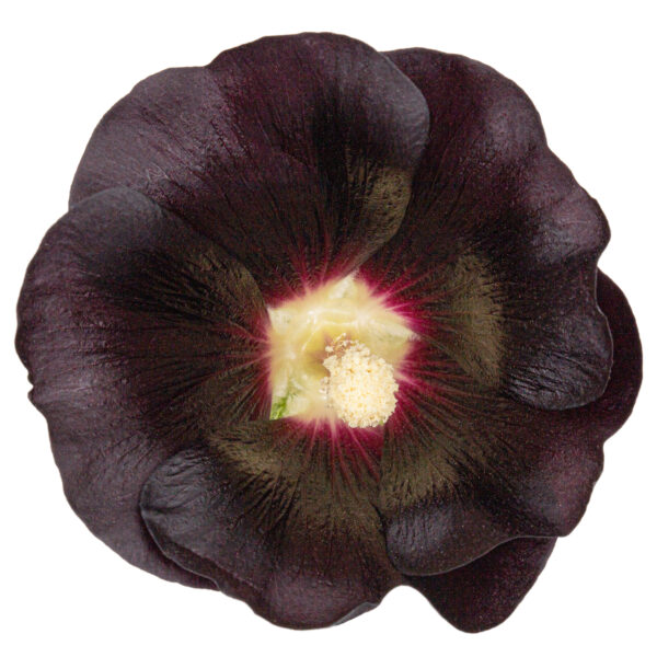 Hollyhock Jet Black - Image 2