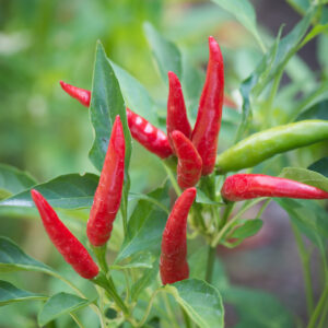 Hot Chilli Pepper Takanotsume