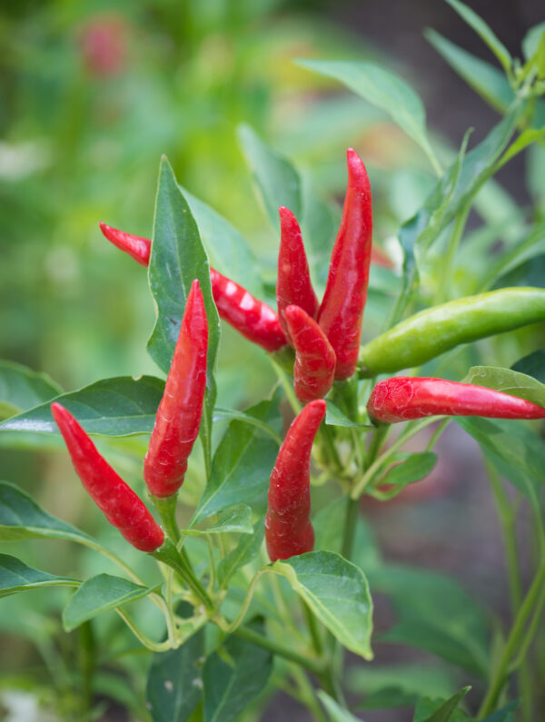 Hot Chilli Pepper Takanotsume - Image 2