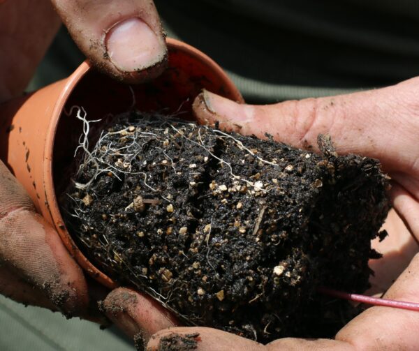 Vermiculite Horticultural