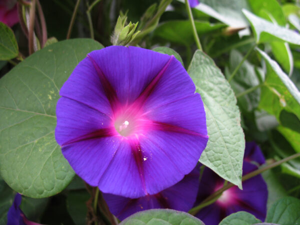 Morning Glory Ipomoea Grandpa Otts - Image 2