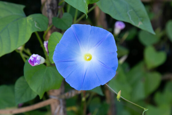 Morning Glory Ipomoea Heavenly Blue - Image 2