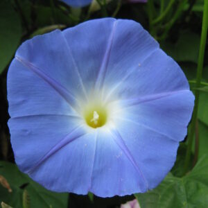 Morning Glory Ipomoea Heavenly Blue