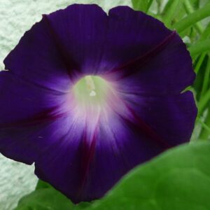 Morning Glory Ipomoea Black Knight