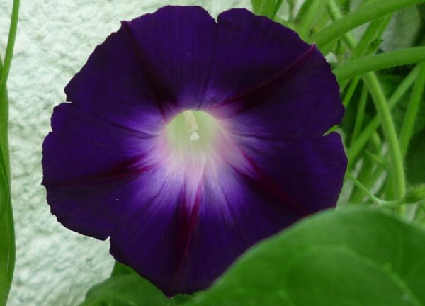 Morning Glory Ipomoea Black Knight