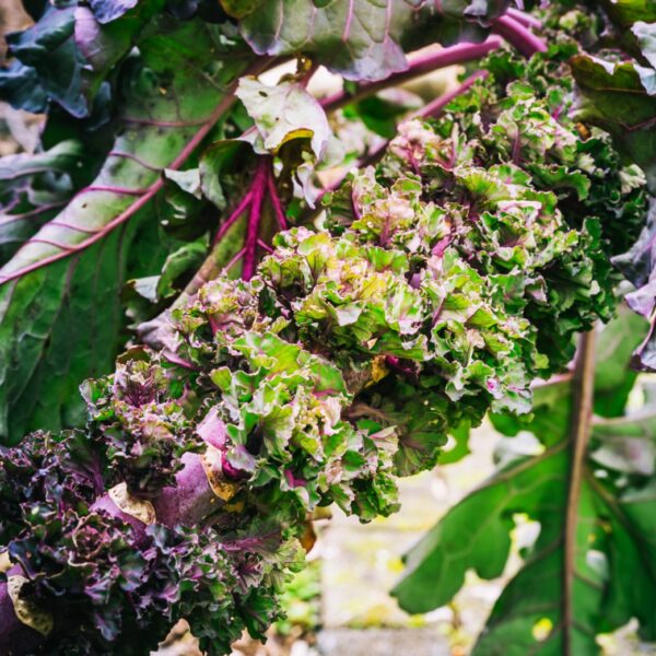 Flower Sprouts Kale / Brussel Sprout Cross - Image 3