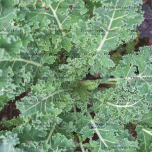 Kale Borecole Siberian