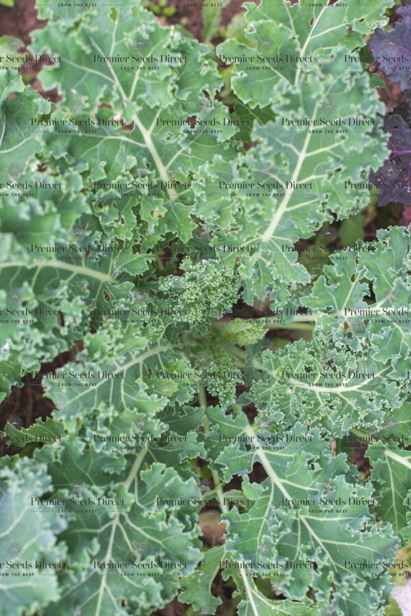 Kale Borecole Siberian