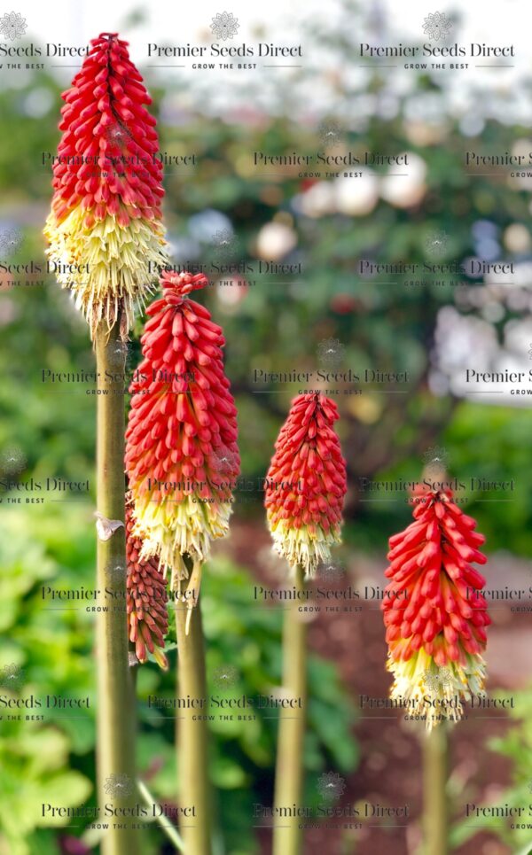 Kniphofia Crown Hybrid - Image 3