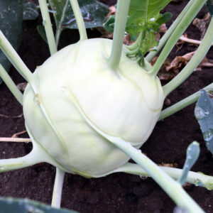 Organic Kohlrabi Early White Vienna