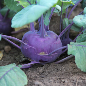 Kohlrabi - Organic
