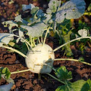 Kohlrabi Superschmelz